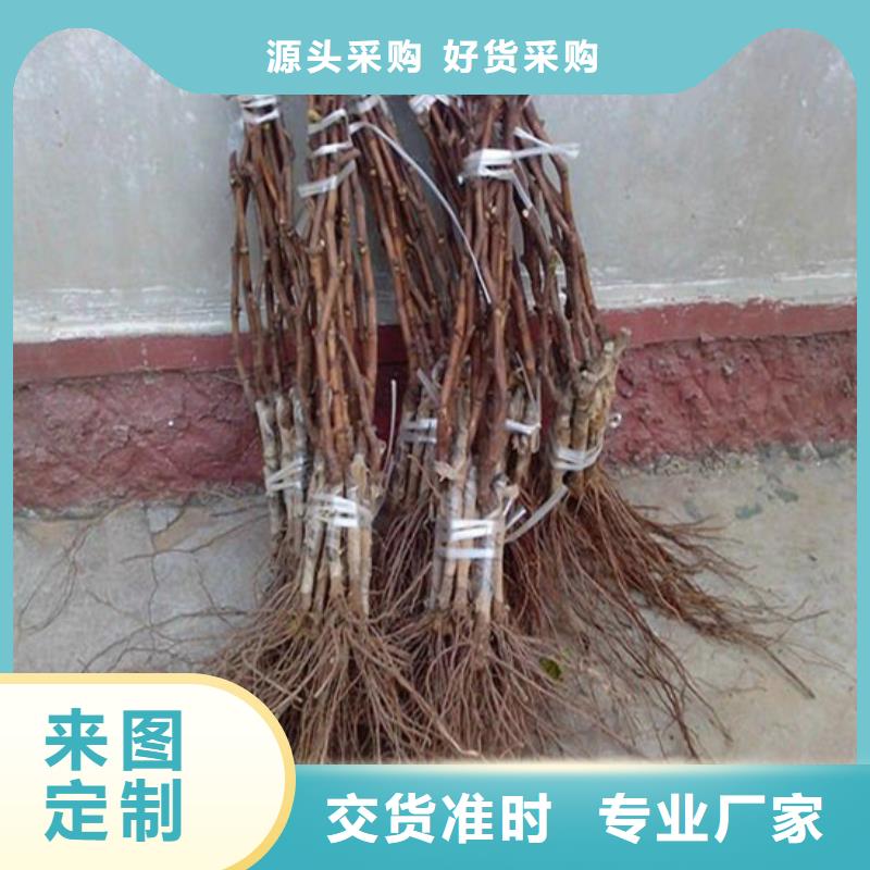 中熟葡萄苗_厂家直销_价格优惠同城生产厂家