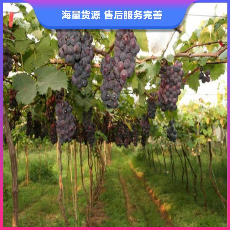 2年晚熟葡萄树苗当地生产商