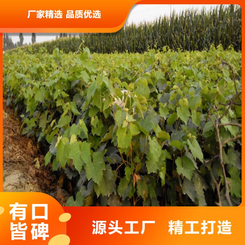 四年巨峰葡萄苗实力商家