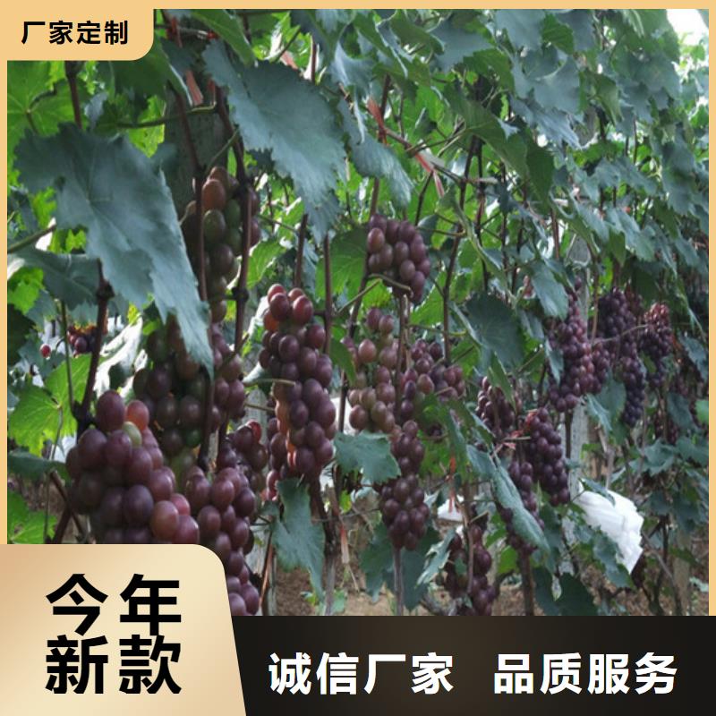 维多利亚葡萄苗诚信厂家多种规格可选