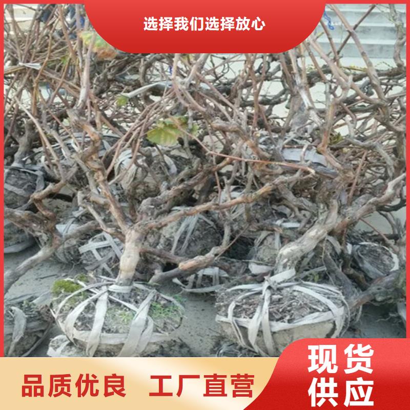 溪湖夏黑葡萄苗哪里有批发的当地生产商