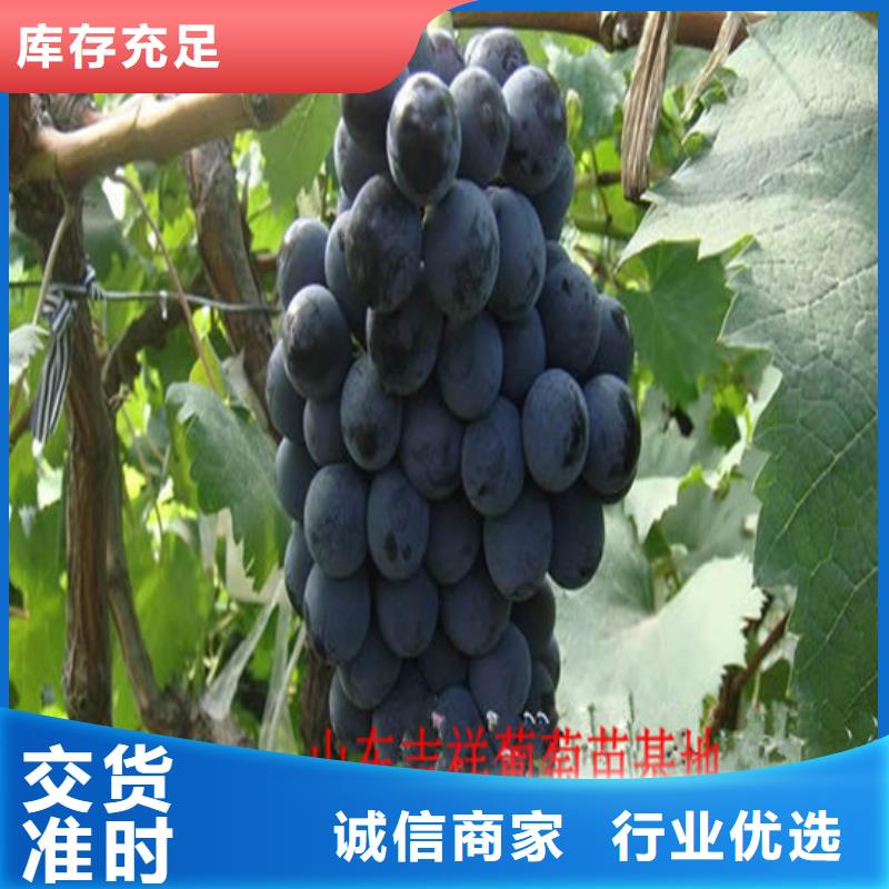 5年夏黑葡萄苗专业生产品质保证
