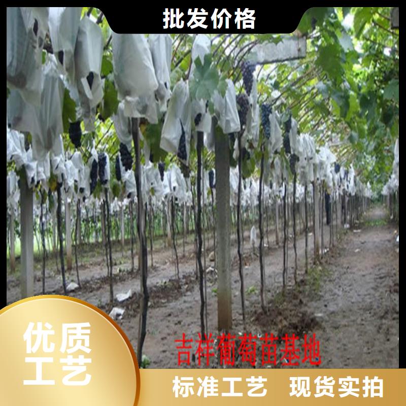 2公分青提葡萄树苗当地经销商