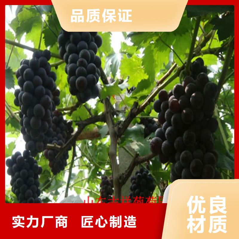 夏黑葡萄苗-夏黑葡萄苗图文介绍本地服务商