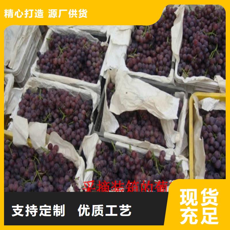 无核白鸡心葡萄苗现货供应多年厂家可靠