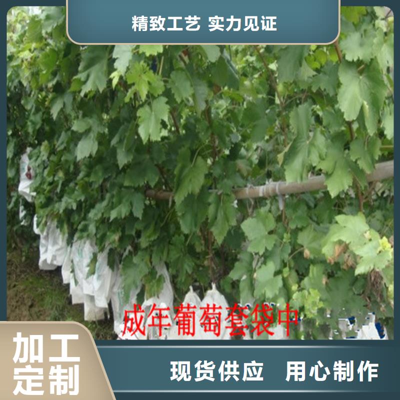 前山街道中熟葡萄苗育苗厂家符合标准