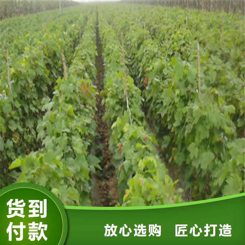 克瑞森葡萄苗无中间商本地生产商
