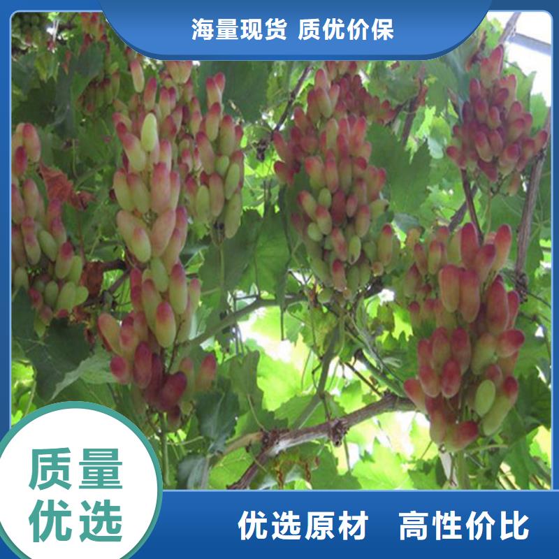 一年生早熟葡萄苗同城货源