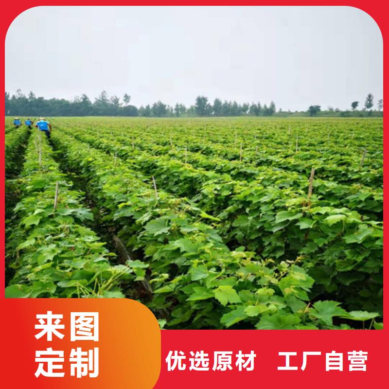 可定制的甜蜜蓝宝石葡萄苗现货厂家精挑细选好货