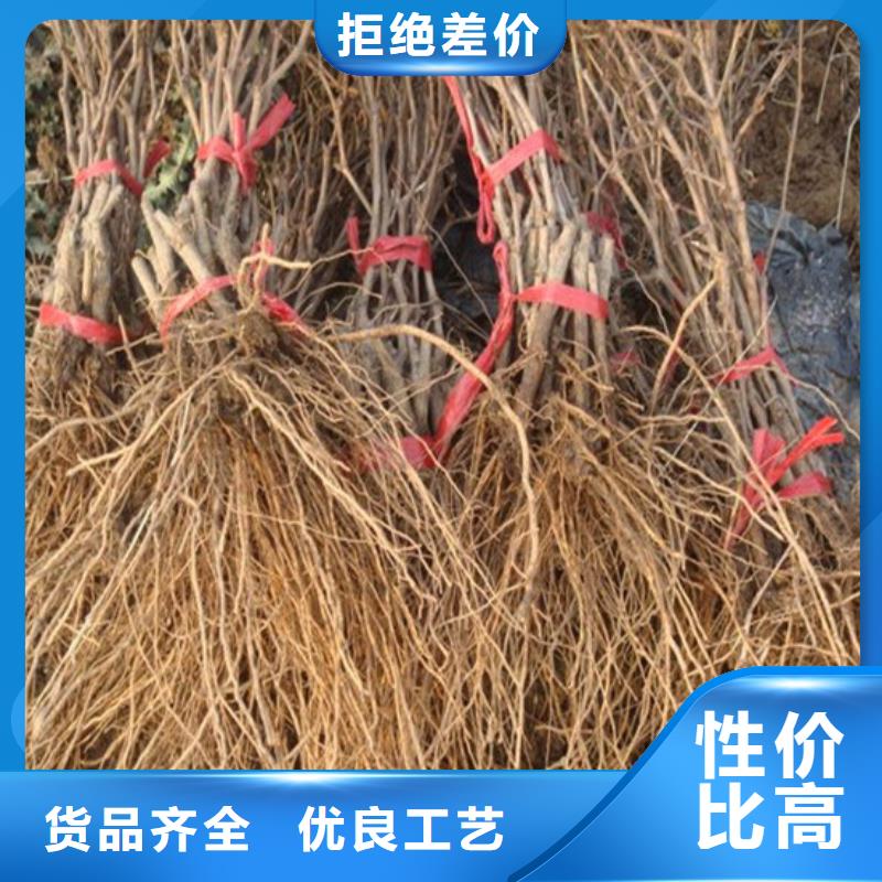 出售夏黑葡萄苗以质量求生存
