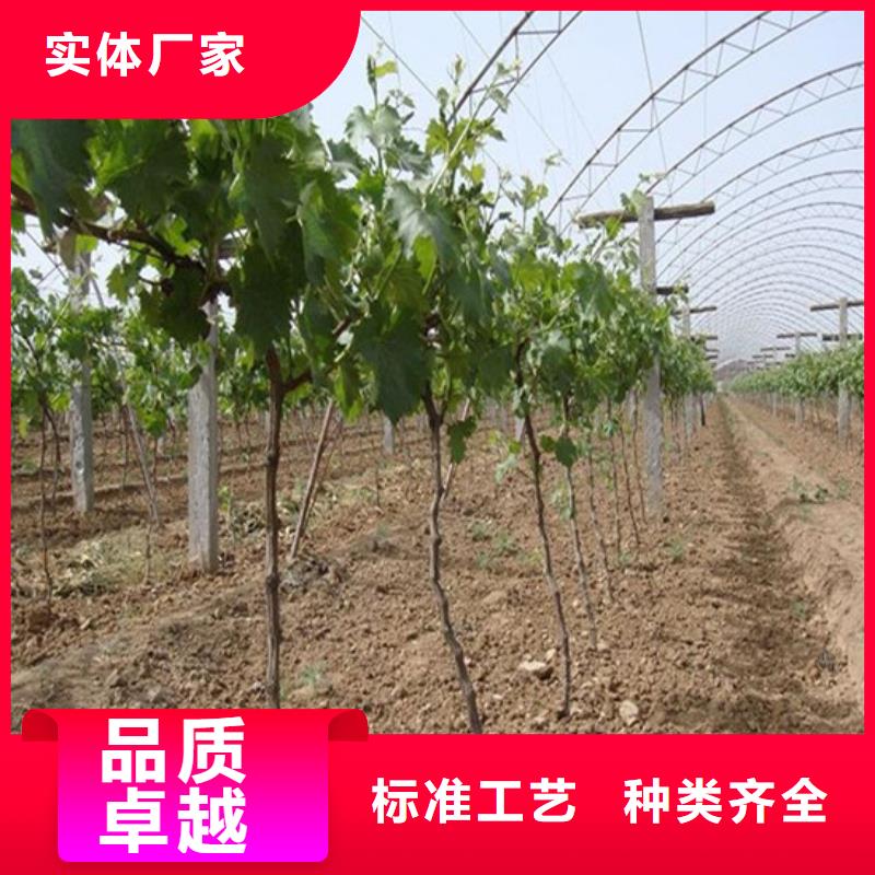 供应克伦生葡萄苗的简单介绍