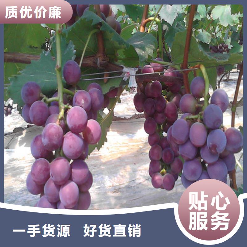 基地批发维多利亚葡萄苗同城公司