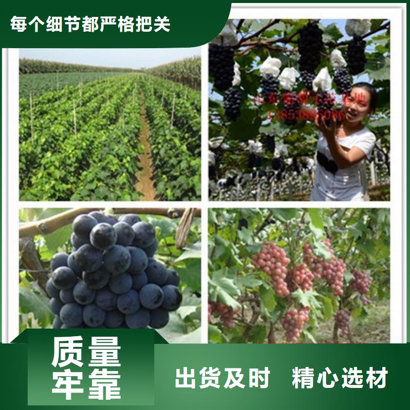库存充足的赤霞珠葡萄苗供货商使用寿命长久