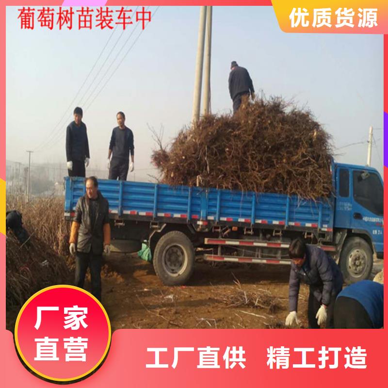 龙眼葡萄苗、龙眼葡萄苗生产厂家_规格齐全工期短发货快