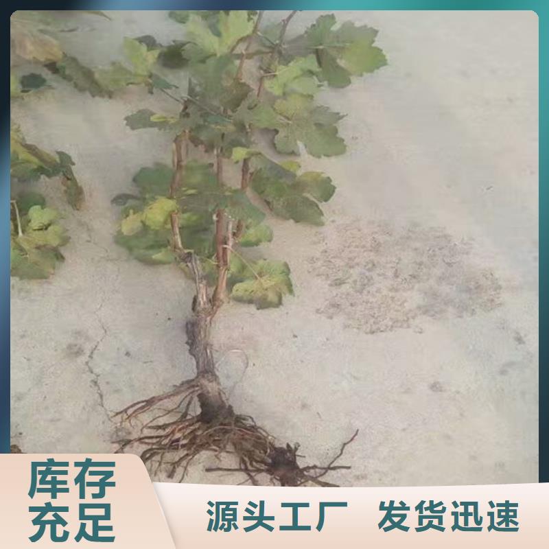 自治区哪里有巨峰葡萄苗同城供应商