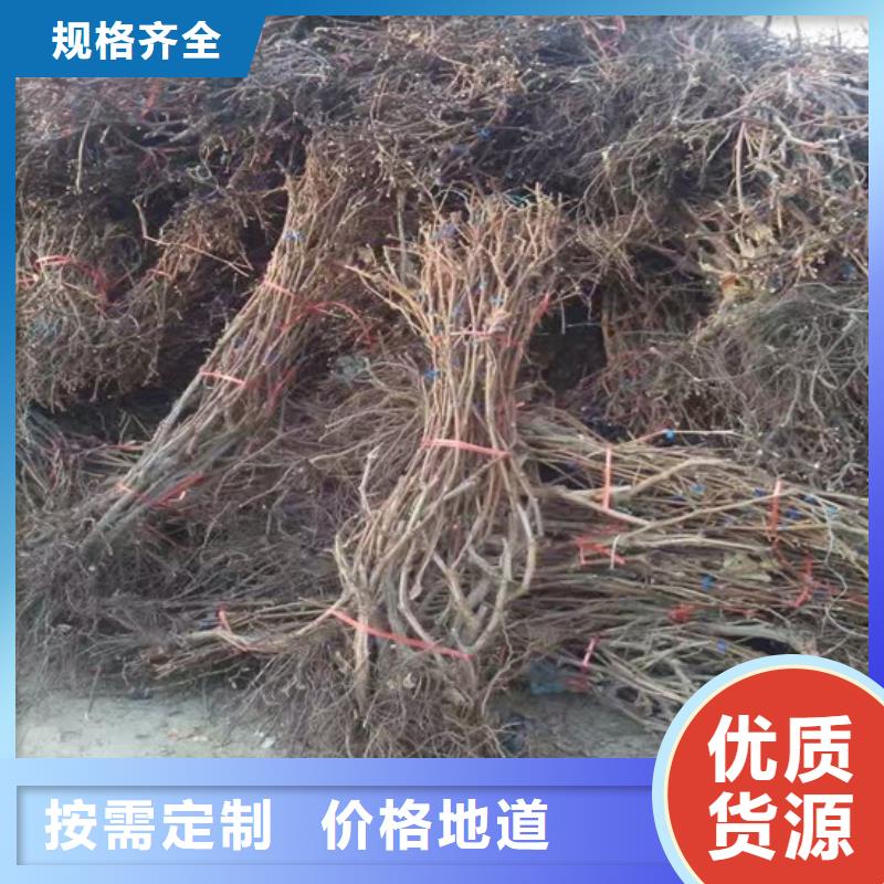早熟葡萄苗出厂价格多种规格可选