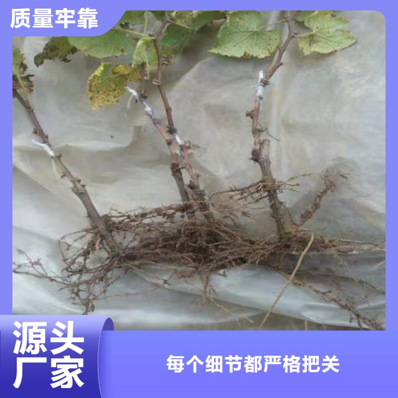 二年生嫁接葡萄苗信誉有保证