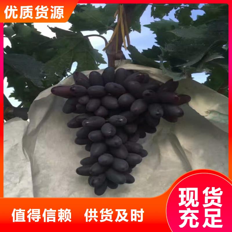 哪里供应藤稔葡萄苗用心制造