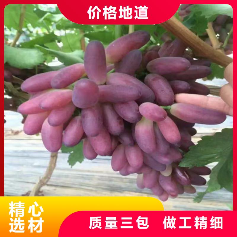 基地批发香妃葡萄苗当地生产商