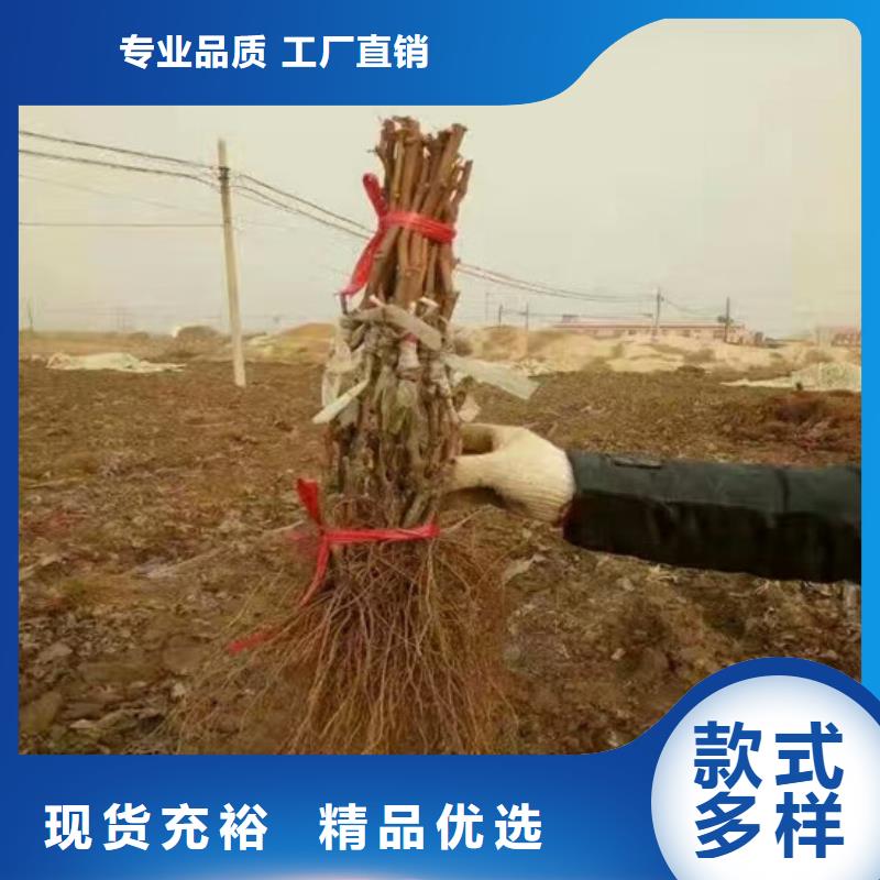 我想买香妃葡萄苗销售的是诚信