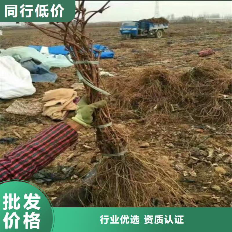 红提葡萄苗团队用好材做好产品