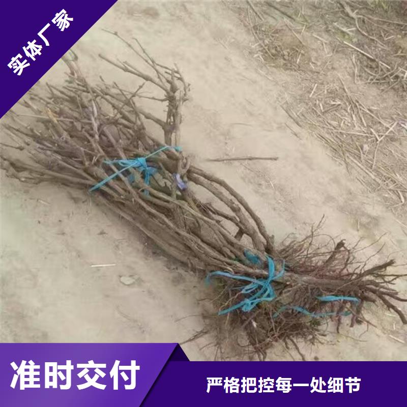 隰县维多利亚葡萄苗基地出售产地工厂