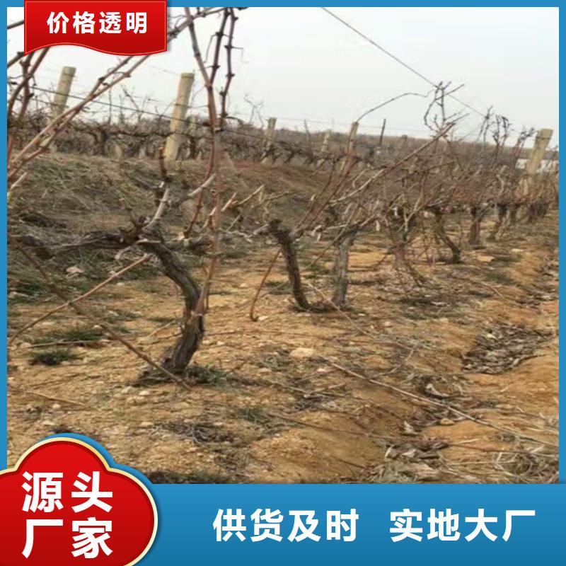 东方市香妃葡萄苗值得信赖的厂家同城经销商