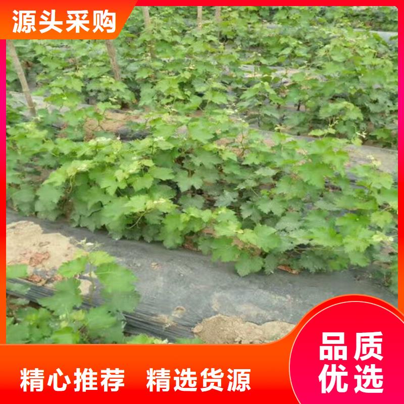 1公分克伦生葡萄苗本地制造商