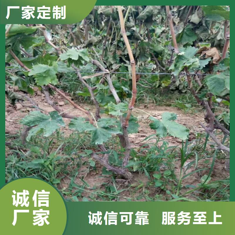 早熟葡萄苗支持非标定制供应采购