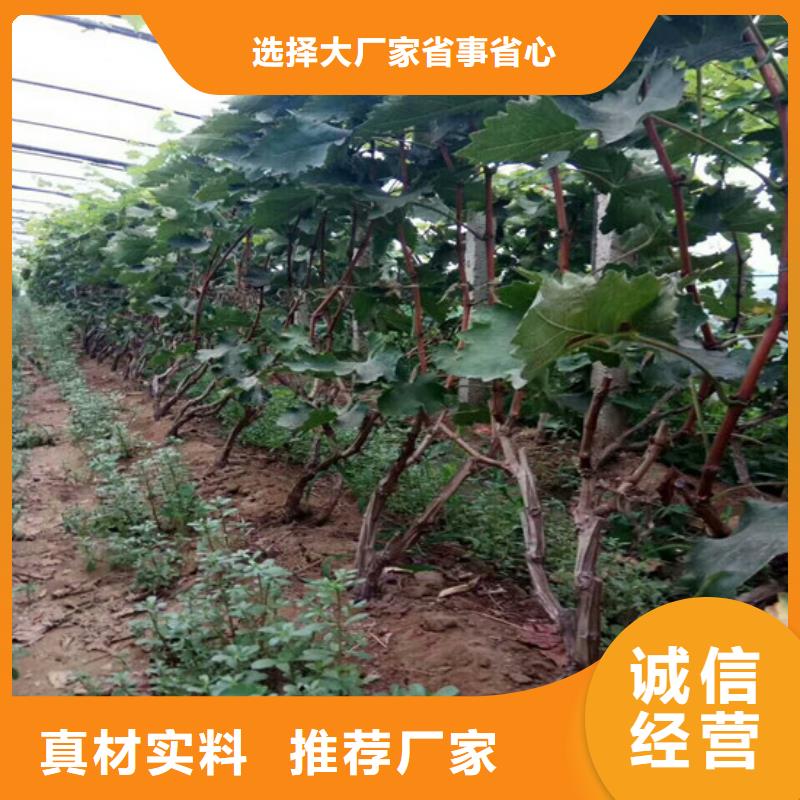葡萄苗生产商同城供应商