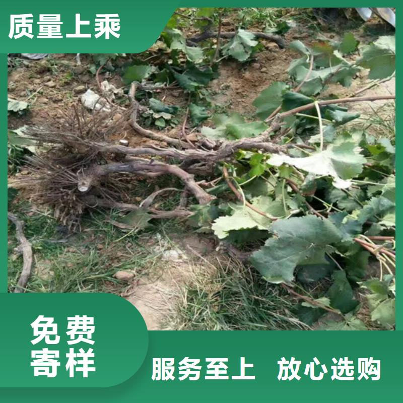 无籽葡萄苗培育同城公司