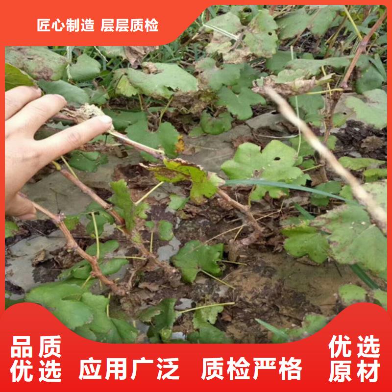 马山占地葡萄树种苗同城经销商