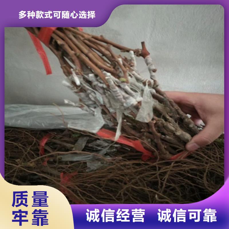 1公分无核葡萄苗同城公司