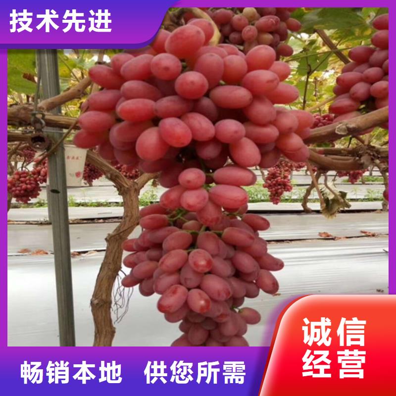 藤稔葡萄苗种植条件实力商家