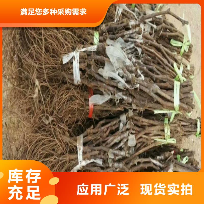 早熟葡萄苗价格|厂家当地经销商