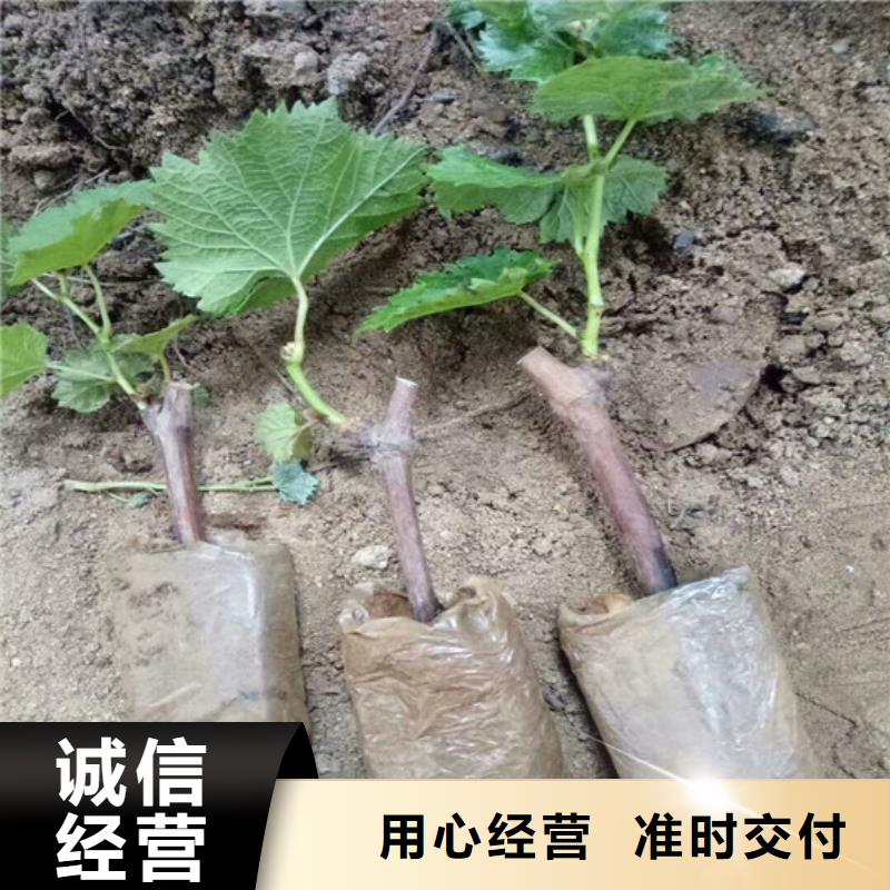 2年藤稔葡萄苗当地经销商