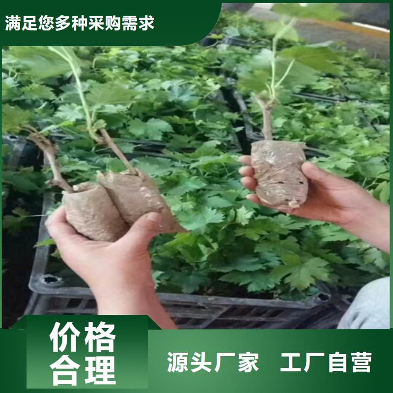 葡萄树品牌工期短发货快