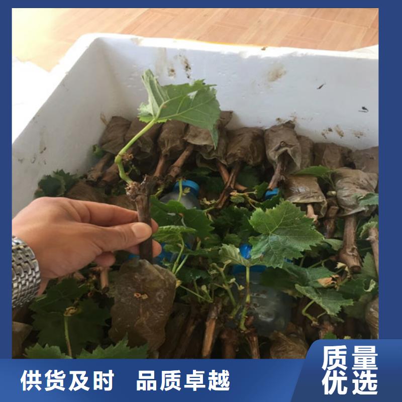 2公分克伦生葡萄苗一站式采购商