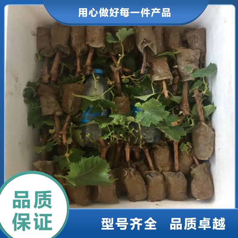 #克瑞森葡萄苗#-价格低专注产品质量与服务