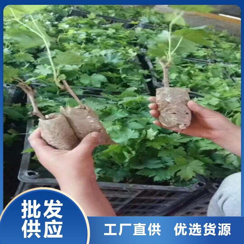 夏黑葡萄苗全国走货一站式采购商