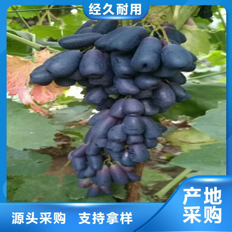 哪里卖葡萄树免费获取报价