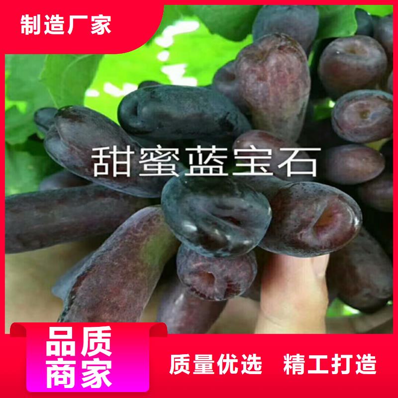 2年美人指葡萄苗材质实在