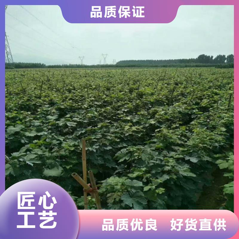 哪里批发酿酒品种葡萄苗同城厂家