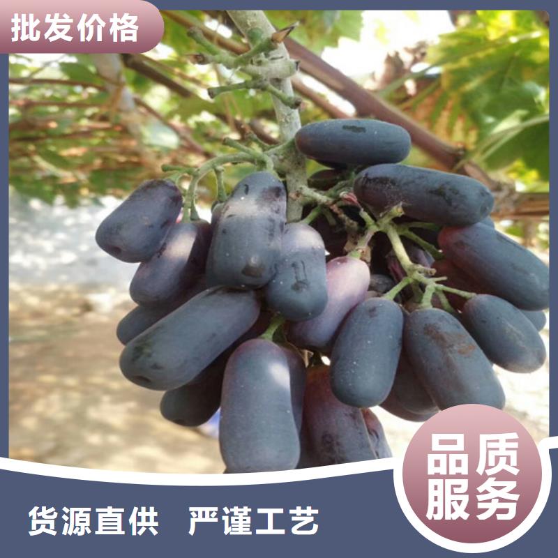 京亚葡萄苗价格行情质量安心