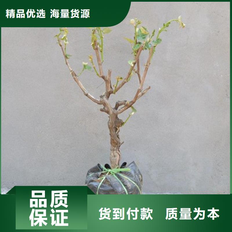 靠谱的京亚葡萄苗基地经验丰富品质可靠