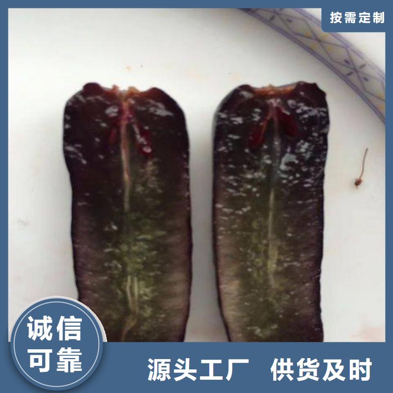 买红提葡萄苗必看-高性价比批发价格