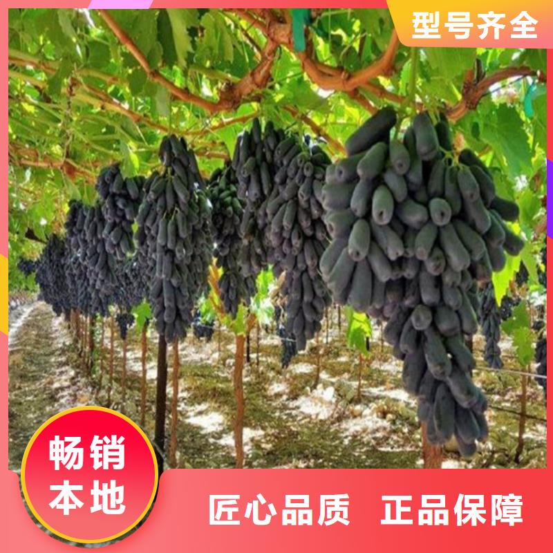 哪里出售早熟葡萄苗当地货源