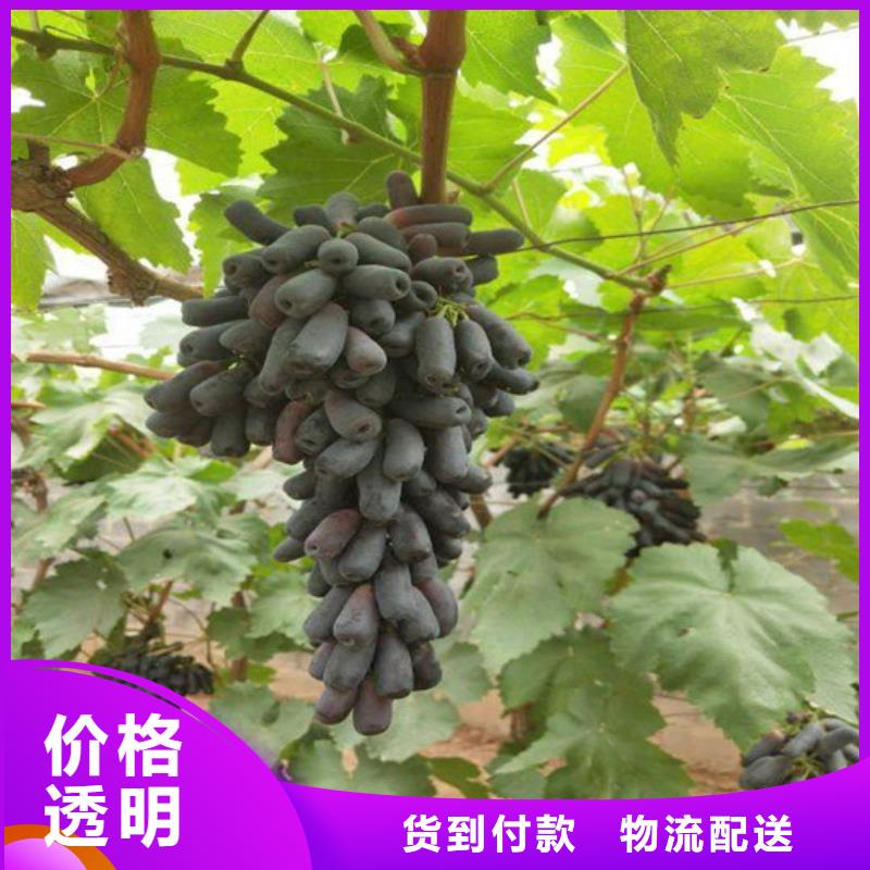 阳光玫瑰葡萄苗栽植密度精挑细选好货