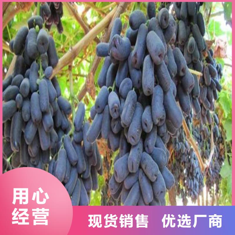 赤霞珠葡萄苗优惠多用心制造