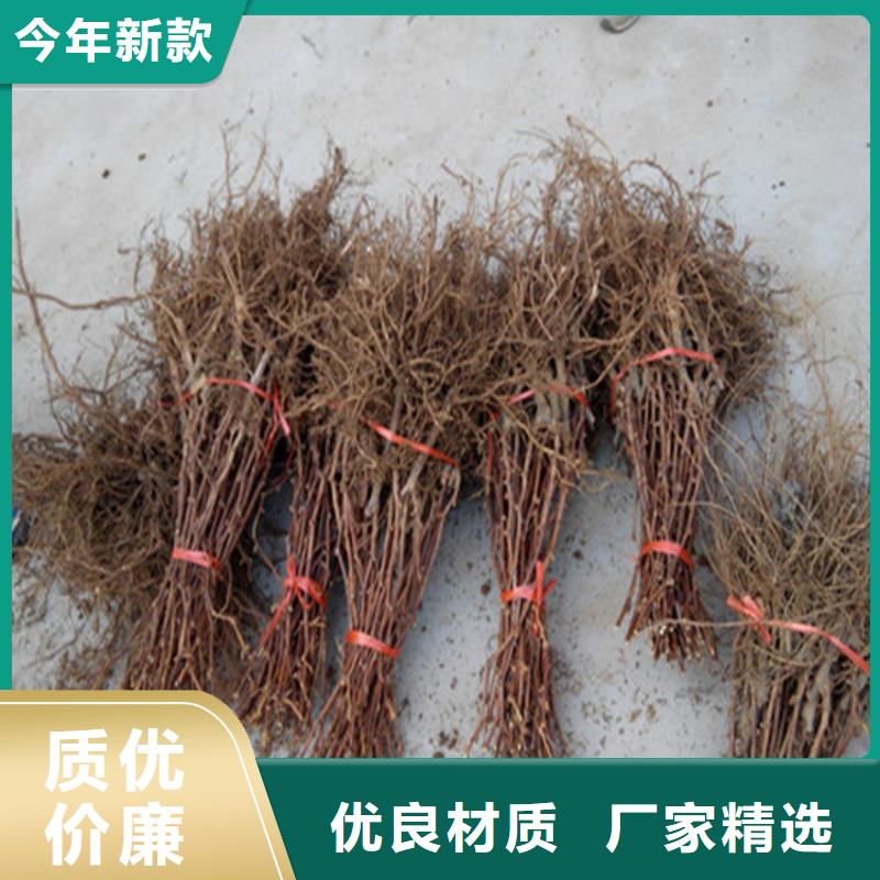 哪里批发无籽葡萄苗原料层层筛选